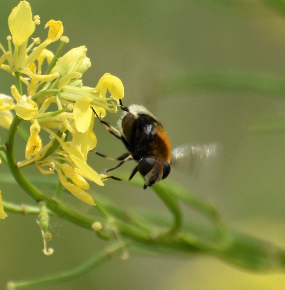 Is dit een soort Hommel?